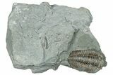 Bargain, Prone Flexicalymene Trilobite Fossil - Indiana #289957-1